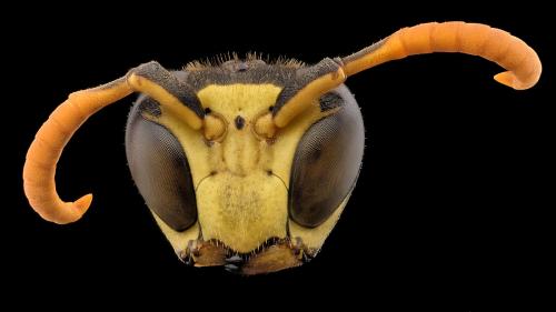 Polistes dominula